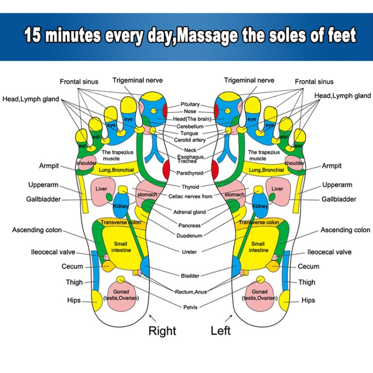Reflexology foot diagram chart showing right and left foot areas and labels