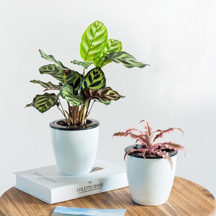 White self-watering hydroponic planter pot with double-layer design, holding a leafy plant