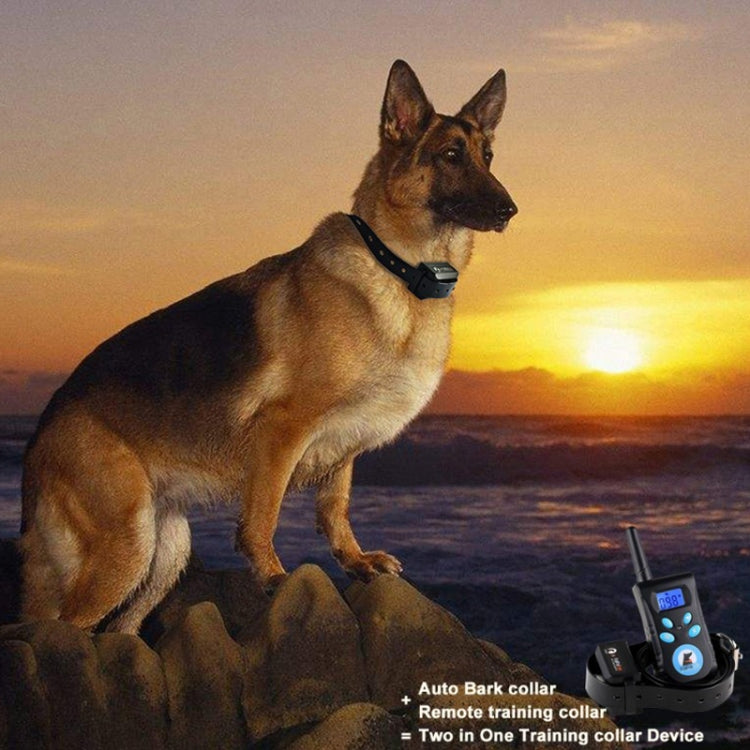 German shepherd wearing a black PU leather anti-bark training collar with remote