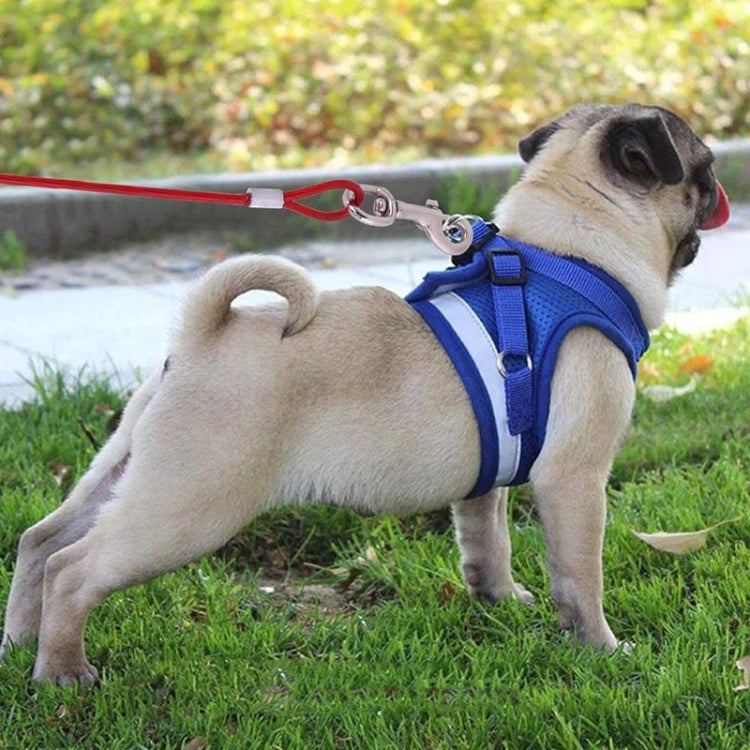 Dog wearing blue harness with red steel wire rope leash and metal snap clip