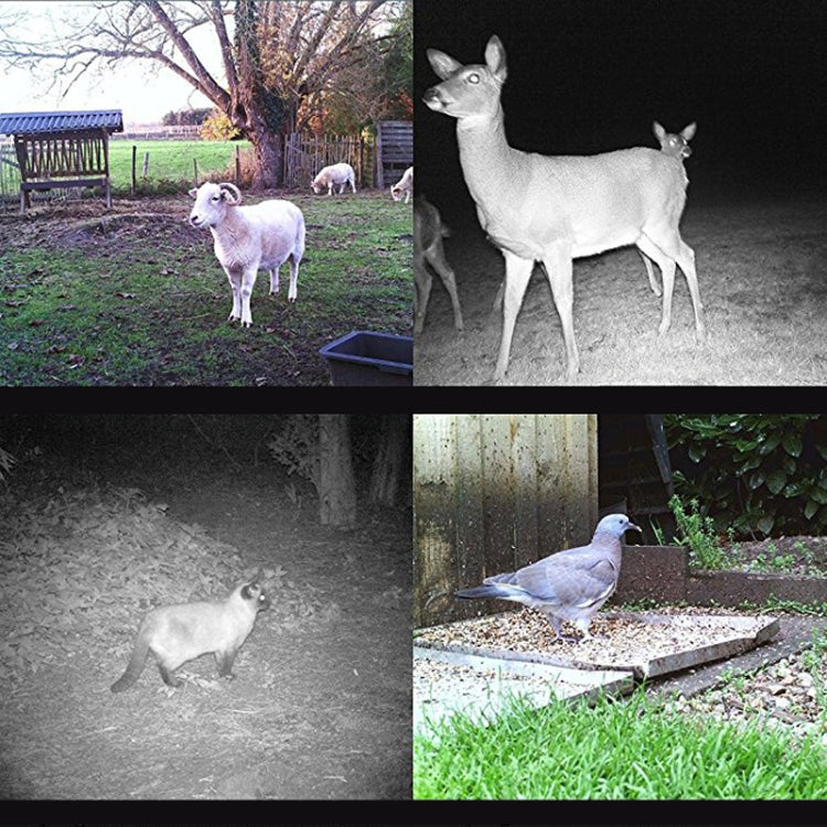 Night vision footage from a trail camera showing deer, lambs, and a pigeon