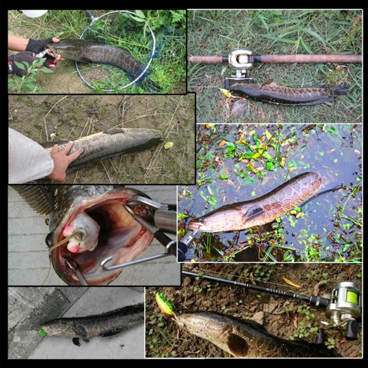Fishing catch photos with squid lures attached to fish and fishing line