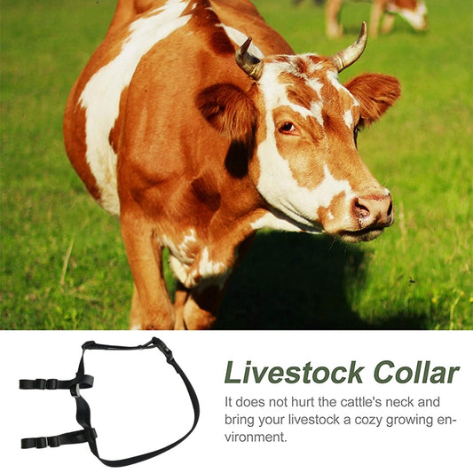 Cattle locator collar on cow with black straps and small rectangular GPS tracker