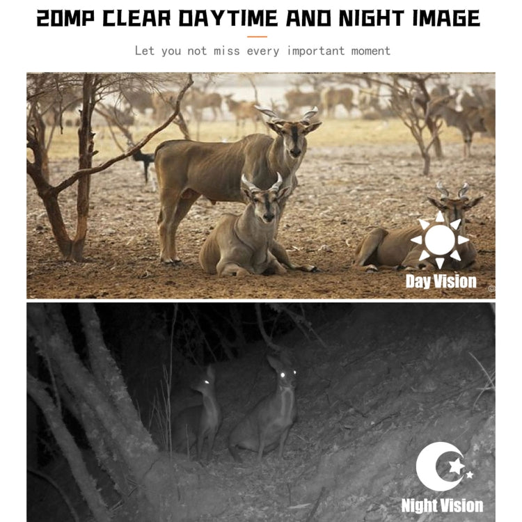 Day and night vision wildlife images panel, no camera body visible