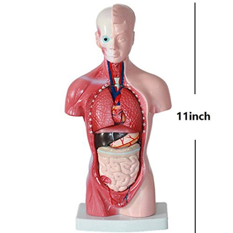 Front view torso anatomy model with heart, lungs, and digestive organs; 11 inch