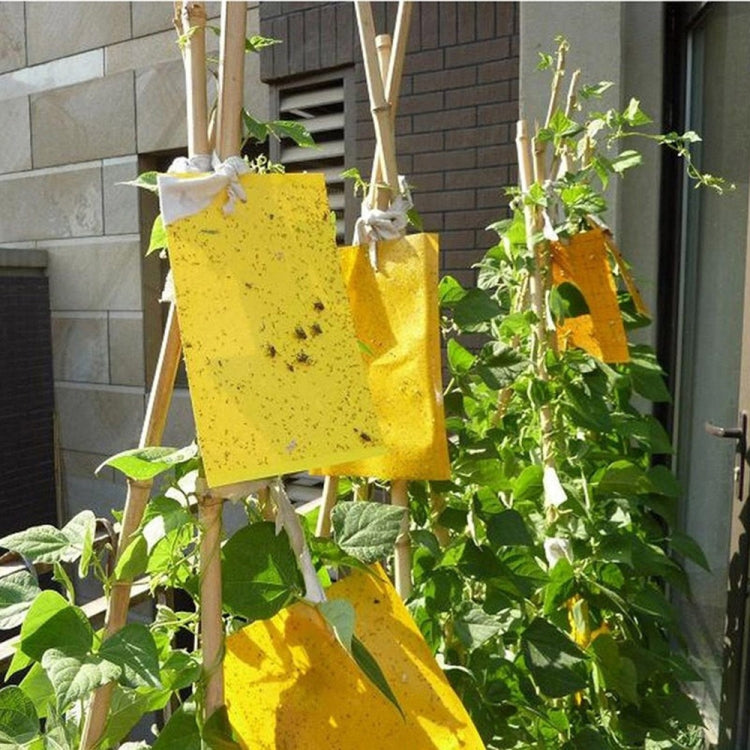 Yellow sticky insect trap boards hanging from stakes among plants