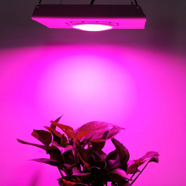 Plant under growth light with bright purple glow from hanging LED fixture