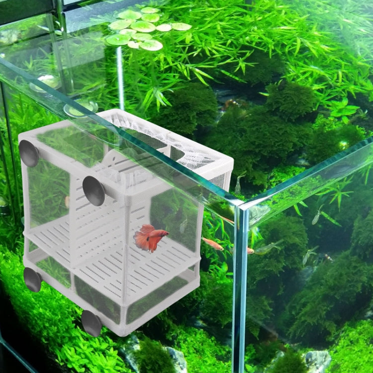 White mesh fish isolation box in aquarium, mounted with suction cups for breeding