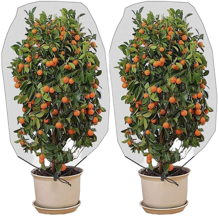 Two potted fruit trees covered with white drawstring greenhouse insect protection net