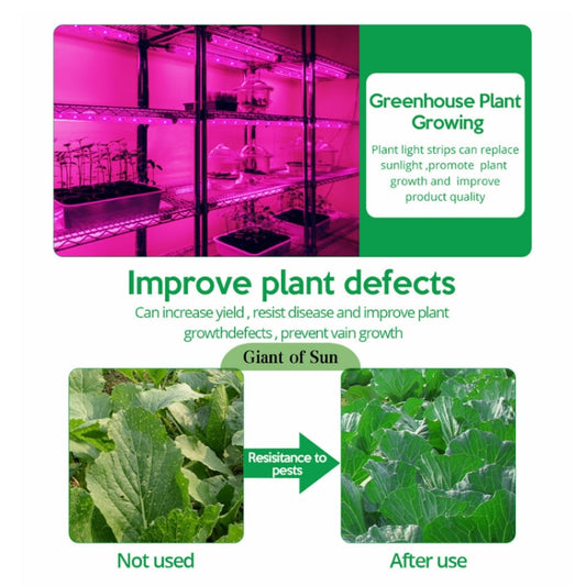 LED grow light strip setup with purple-lit greenhouse and plant-growing infographic card