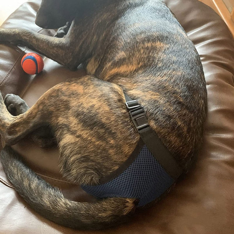 Blue and black dog pants with adjustable strap, worn on a brown dog on a couch.