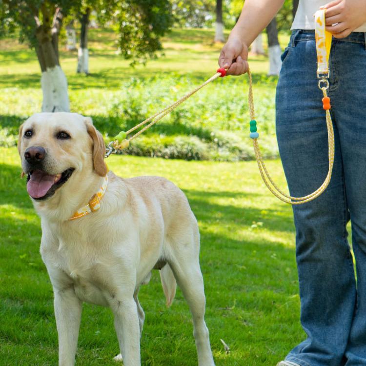 Yellow pet collar with double leash and metal clasp, worn by a retriever