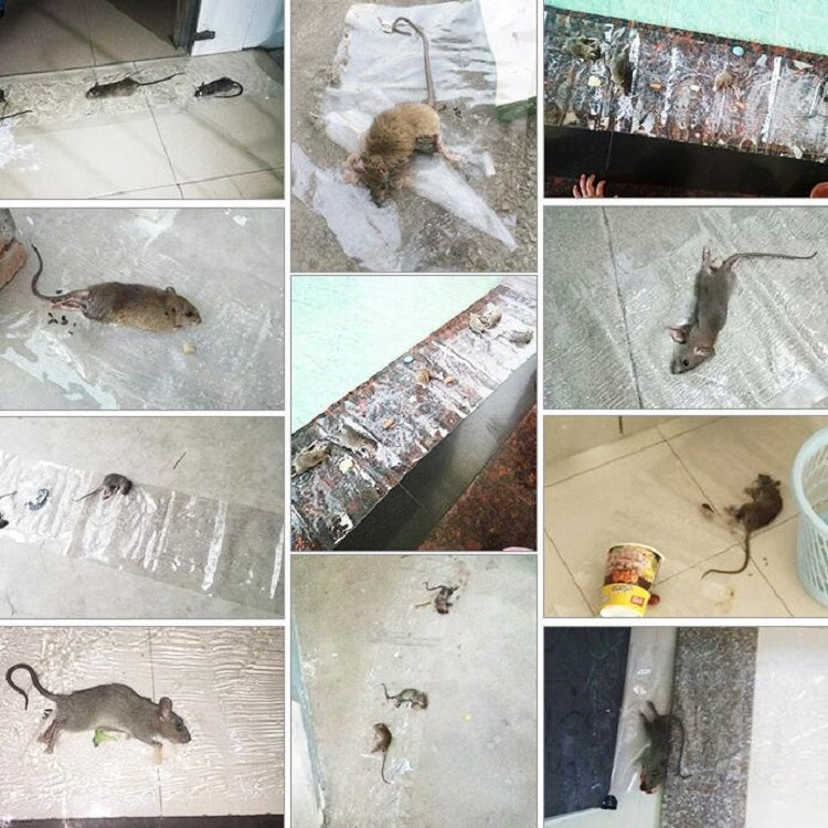 Transparent long sticky board sections trapping mice on indoor floors