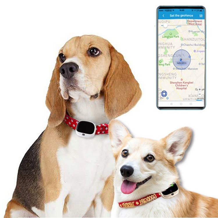 Black pet locator collar on dog with smartphone app showing location map