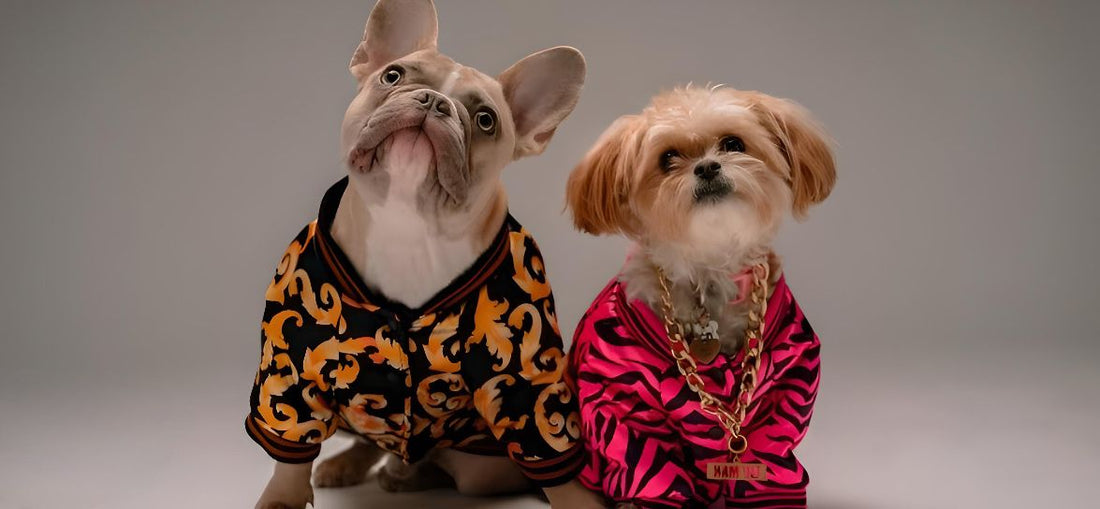 pet clothing, pet care