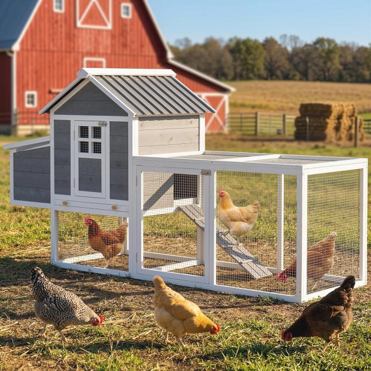 Large outdoor chicken coop with wire panels and ramp, with multiple chickens inside