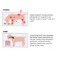 White elevated dog feeding station concept diagram with reduced neck strain