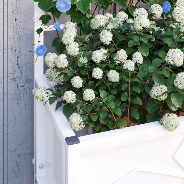 White raised garden bed planter with lattice trellis and leafy vines, white flowers