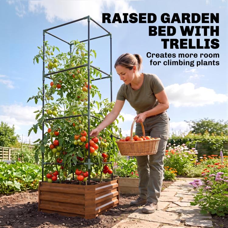 Raised garden bed with tomato cage, brown planter, woman watering climbing tomatoes