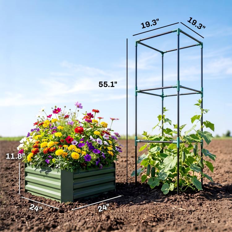Green raised bed with trellis frame and tomato vines, shown with size guides