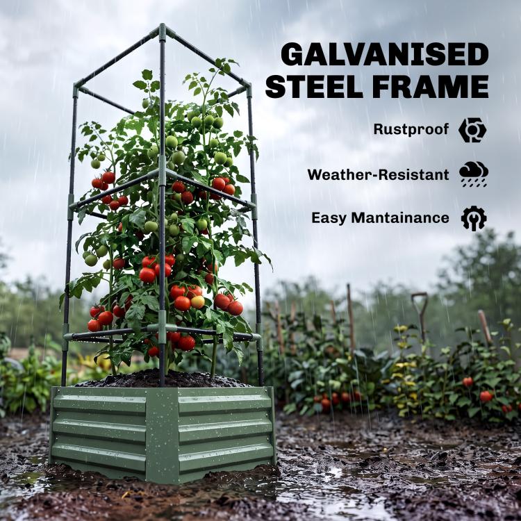 Green raised bed with galvanized steel trellis supporting tomato plants