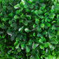 Artificial boxwood ball topiary leaves close-up of glossy bright green leaf clusters