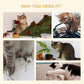 Cat play area collage with indoor cats near a floor-to-ceiling climbing tree