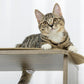 Tabby cat resting on dark wood top perch of cream-post cat tree
