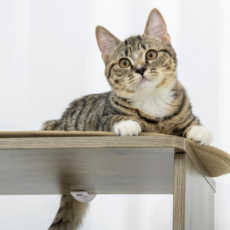 Tabby cat resting on dark wood top perch of cream-post cat tree
