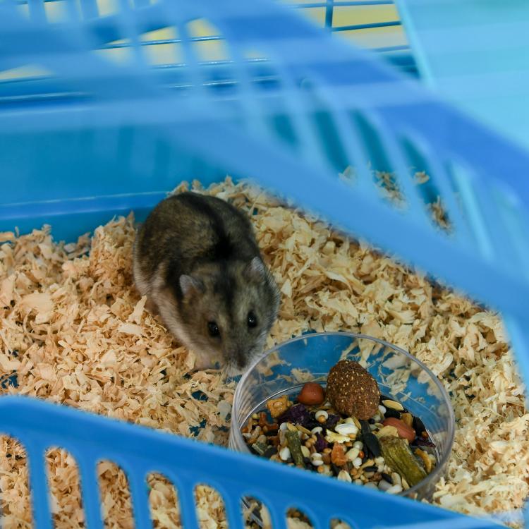 Blue 5-tier hamster cage with tubes and tunnels, featuring hamster on bedding
