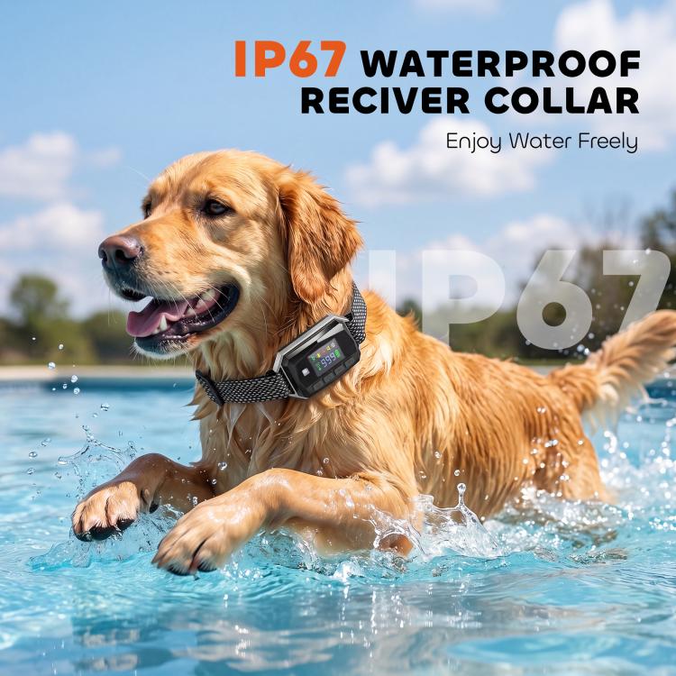 Golden retriever splashing in water wearing a waterproof IP67 training collar receiver