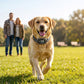 Golden retriever walking with a GPS training collar receiver and patterned strap