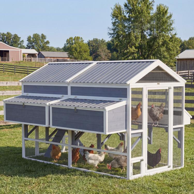 Outdoor chicken coop with white wire enclosure, gray roof, front nesting area, and roost bar