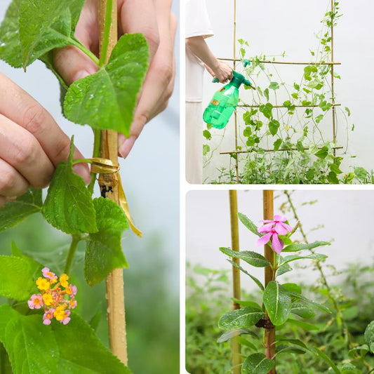 Natural bamboo stake supporting green climbing leaves in a garden plant