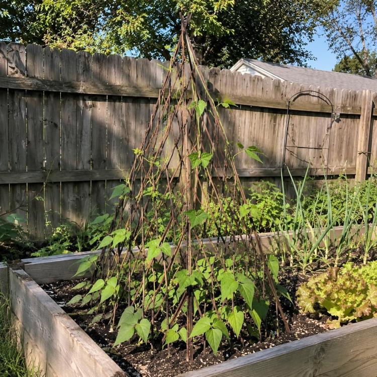 Willow teepee plant trellis standing in a garden bed with climbing stems
