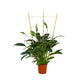Bamboo climbing trellis standing around leafy potted plant for vertical growth