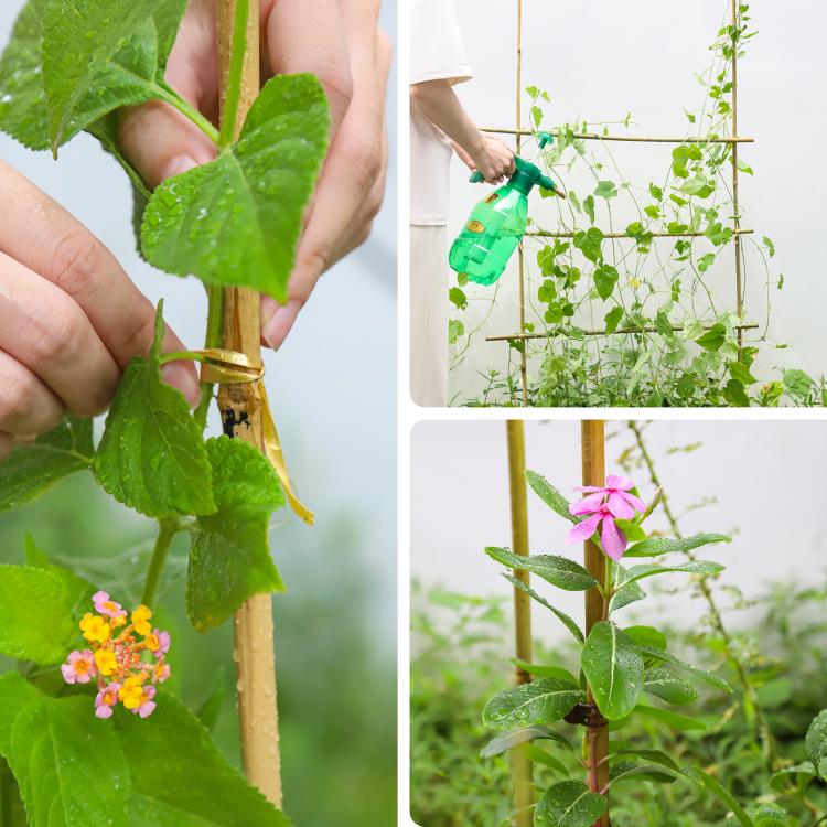 Natural bamboo plant stake set in soil, supporting climbing vines