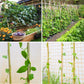 Natural bamboo plant stakes on trellis, supporting leafy climbing plants