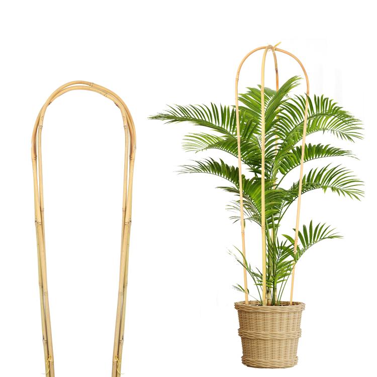 Natural bamboo U-hoop plant trellis for potted climbing vines, ivy, and flowers