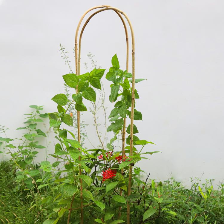 Tall natural bamboo U-hoop trellis supporting leafy climbing plants in a pot