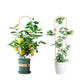 Two natural bamboo U-hoop trellises for potted citrus and leafy climbing plants