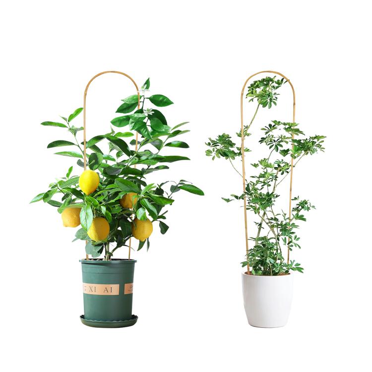 Two natural bamboo U-hoop trellises for potted citrus and leafy climbing plants