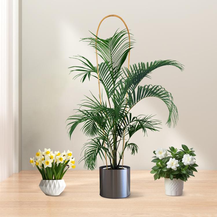 Natural bamboo U-hoop plant trellis in a large pot with palm-like foliage
