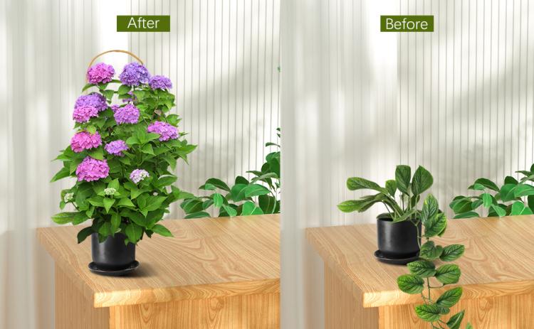 After-and-before view of bamboo U-hoop trellis supporting potted flowering plants