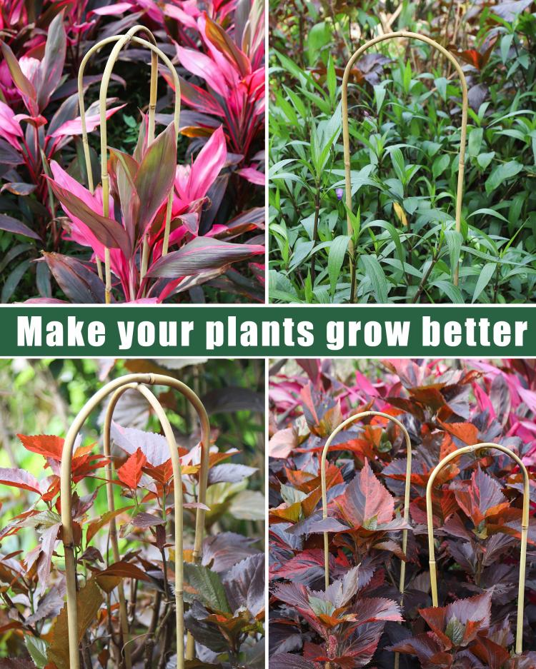 Bamboo U-hoop plant trellis used to support colorful foliage clusters