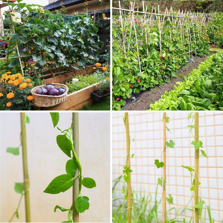 Bamboo plant stakes and trellis poles supporting climbing vines in a garden bed