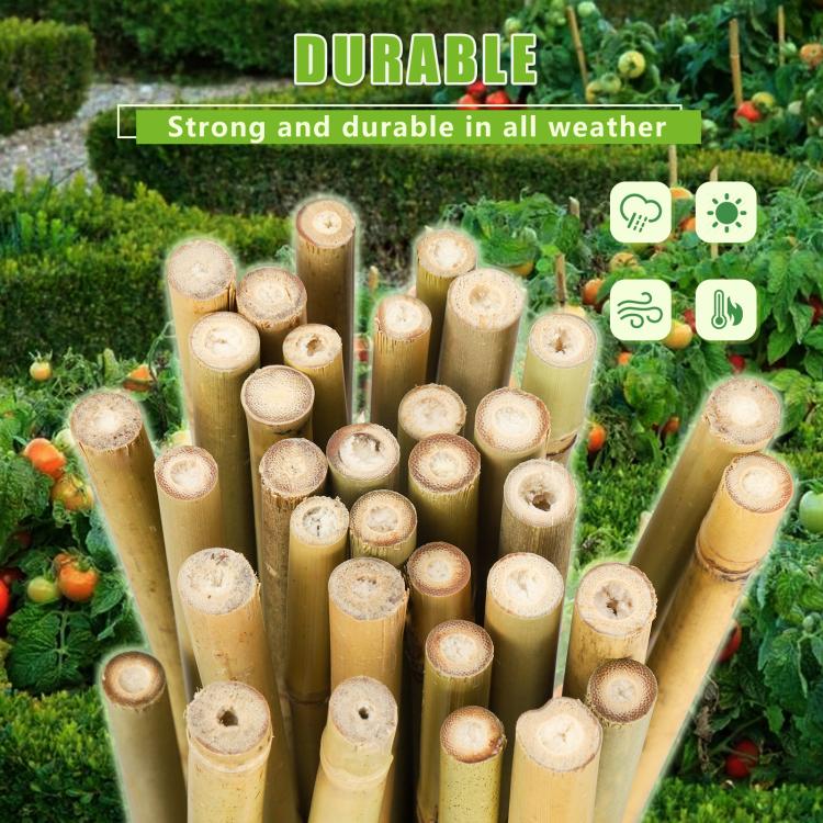 Natural bamboo plant stakes set upright among garden plants with cut ends visible