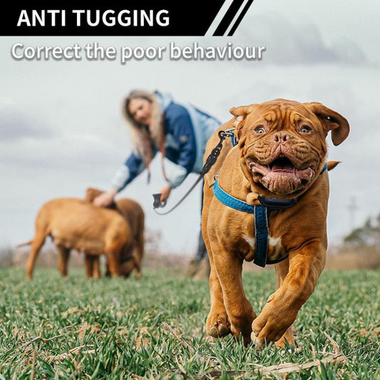 Brown dog wearing a blue anti-tug electronic training collar outdoors