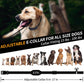 PaiPaitek PD800 Electronic Dog Training Collar with Anti-Tugging Anti-Bark Features, PD800