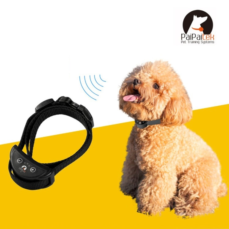 Black anti-bark dog training collar on small dog